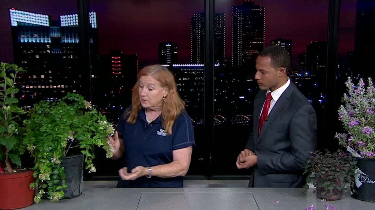 Heat-Tolerant Plants That Require Little Water