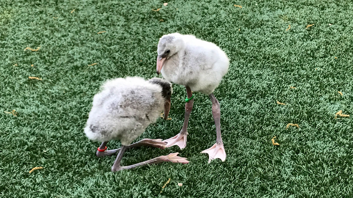 Fort Worth Zoo Hatches 13 Lesser Flamingo Chicks This Year