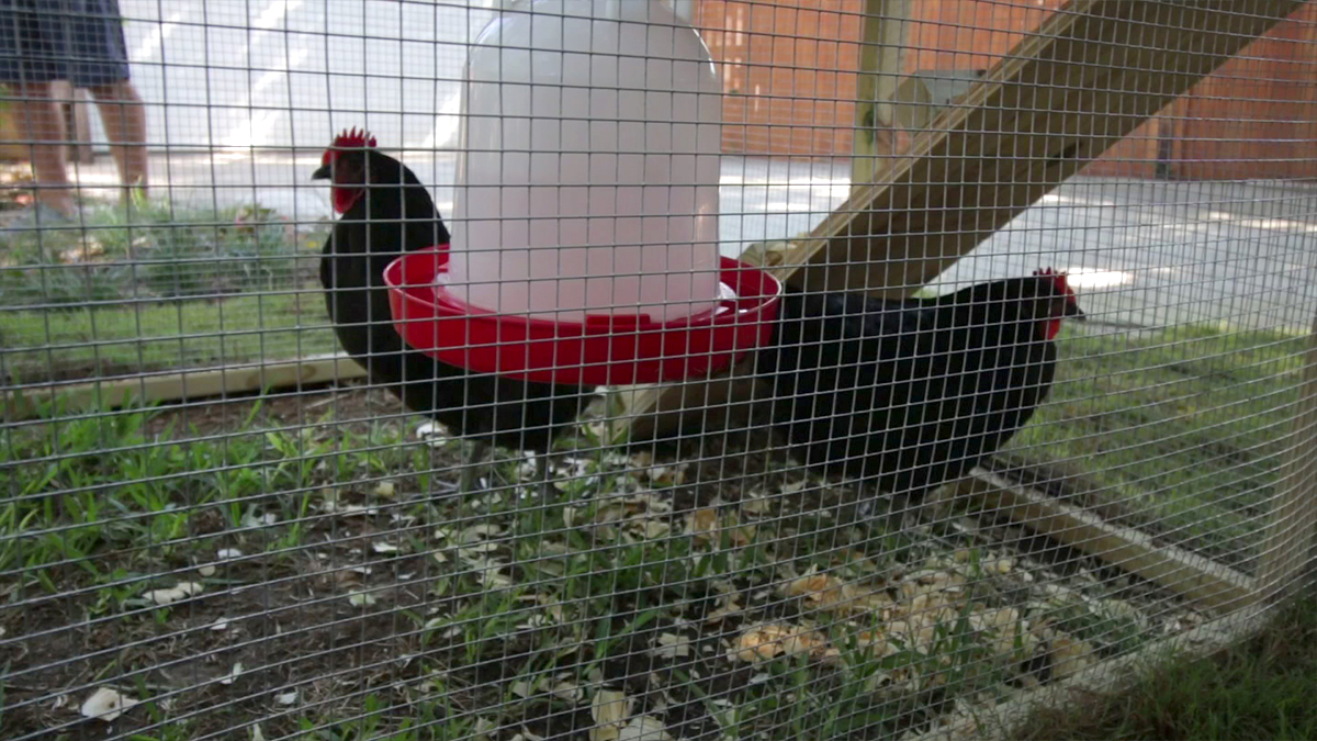 Want Fresh Eggs? Rent a Chicken