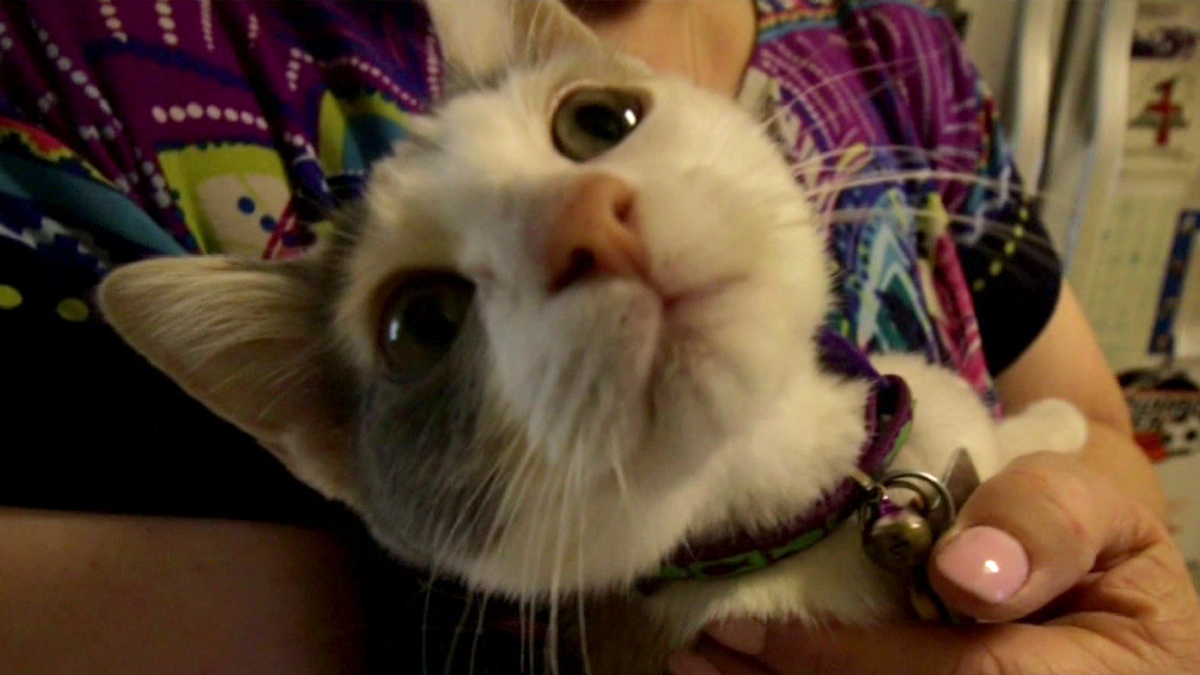 Corinth Woman Gets Sick Cat After Pet Adoption