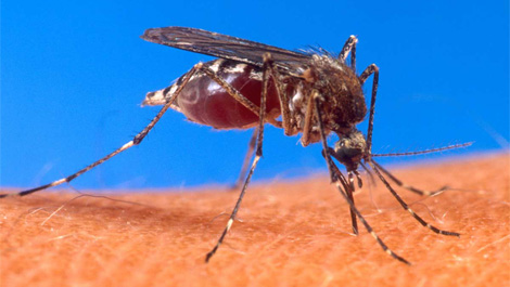 Dallas Co. Reports 18th Human Case of West Nile