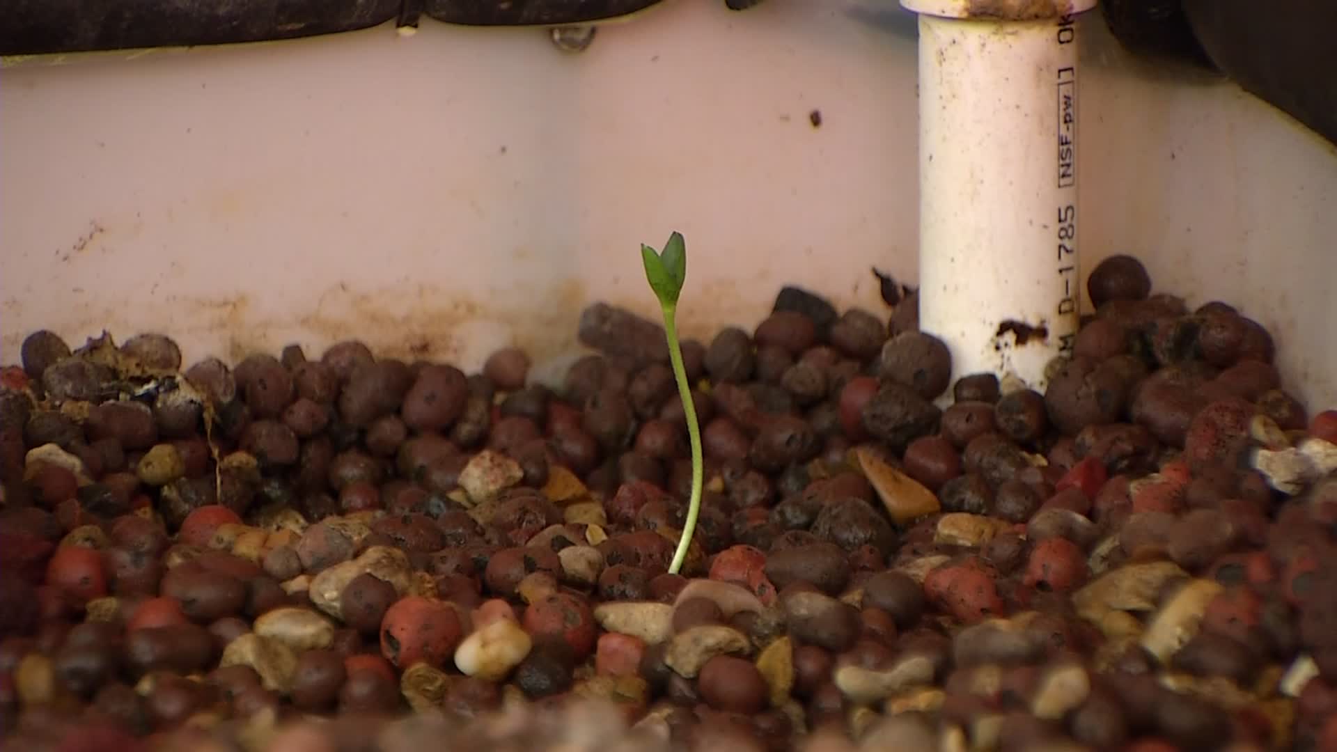 Dallas Students Use "Aquaponics" To Grow Healthy Food | Fort Worth, TX ...