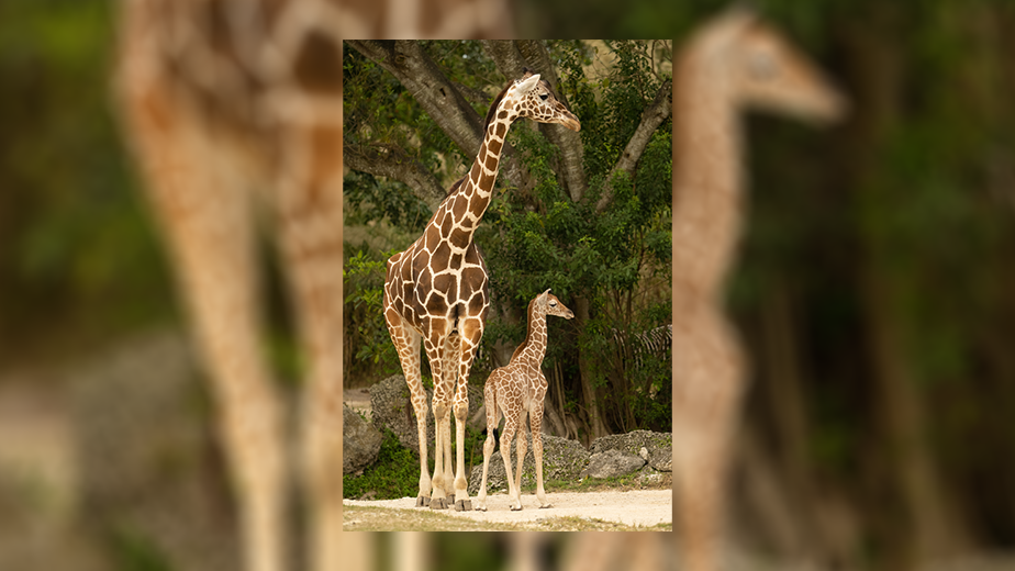 Zoo Miami baby giraffe dies