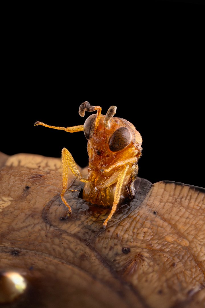 A wasp emerging from a butterfly chrysalis