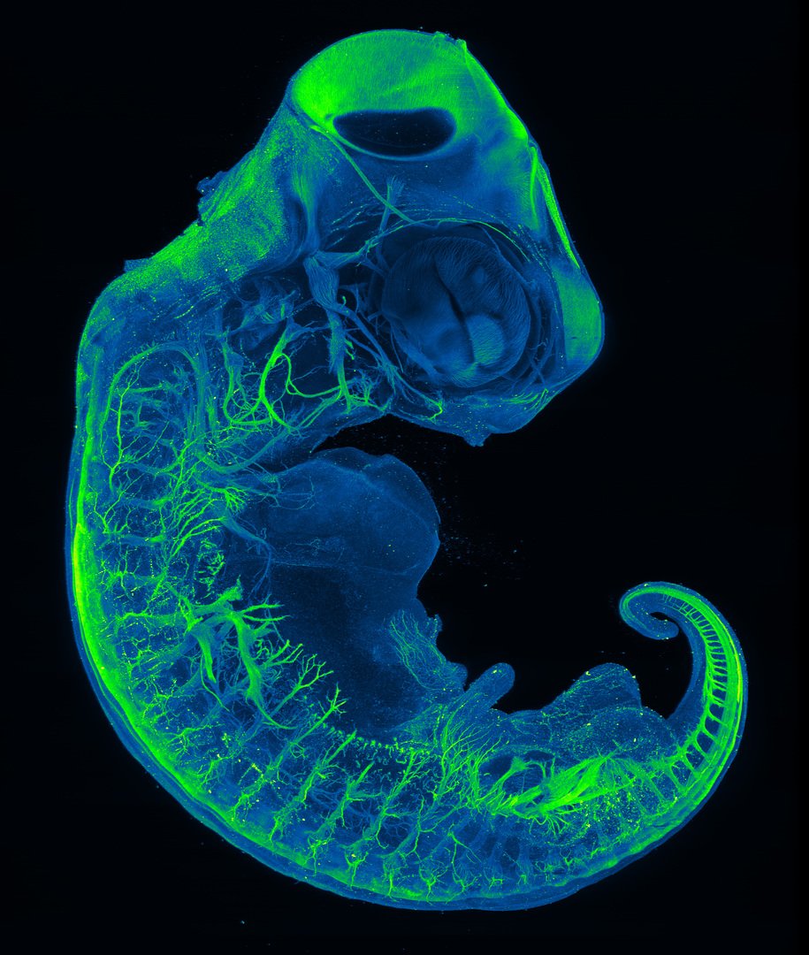 Neurons of red-eared slider embryo