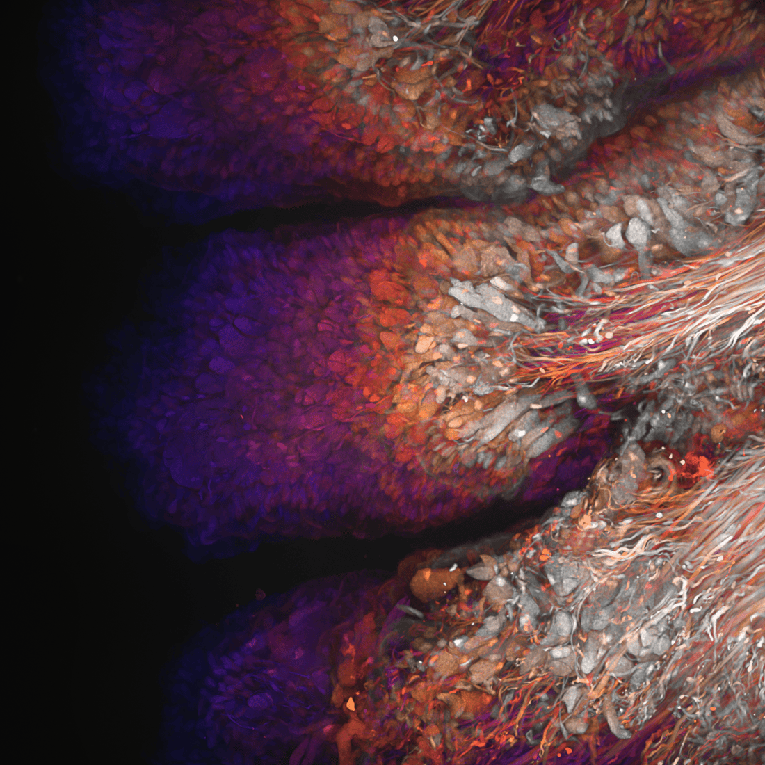 Gills of Norwegian freshwater pearl mussel