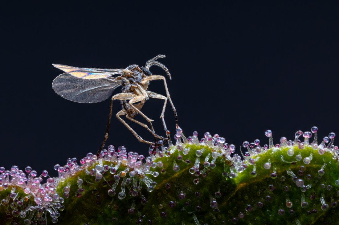 Adult fungus gnat caught in the sticky trichomes of a cannabis plant