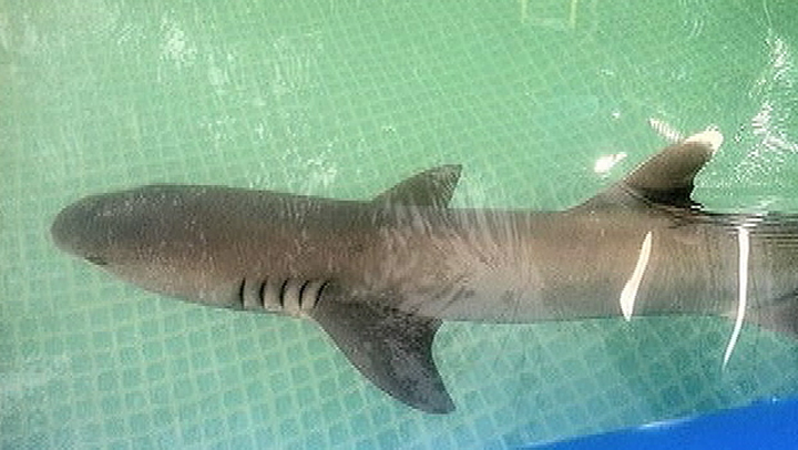 01-sharkfb