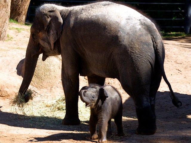 Australia Baby Elephant