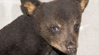 041316 rescued bear cub