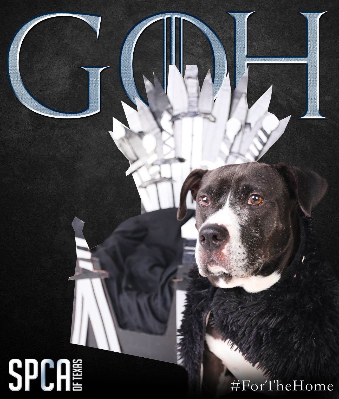 SPCA of Texas has a 'Game of Homes' adoption special in honor of the final season of Games of Thrones