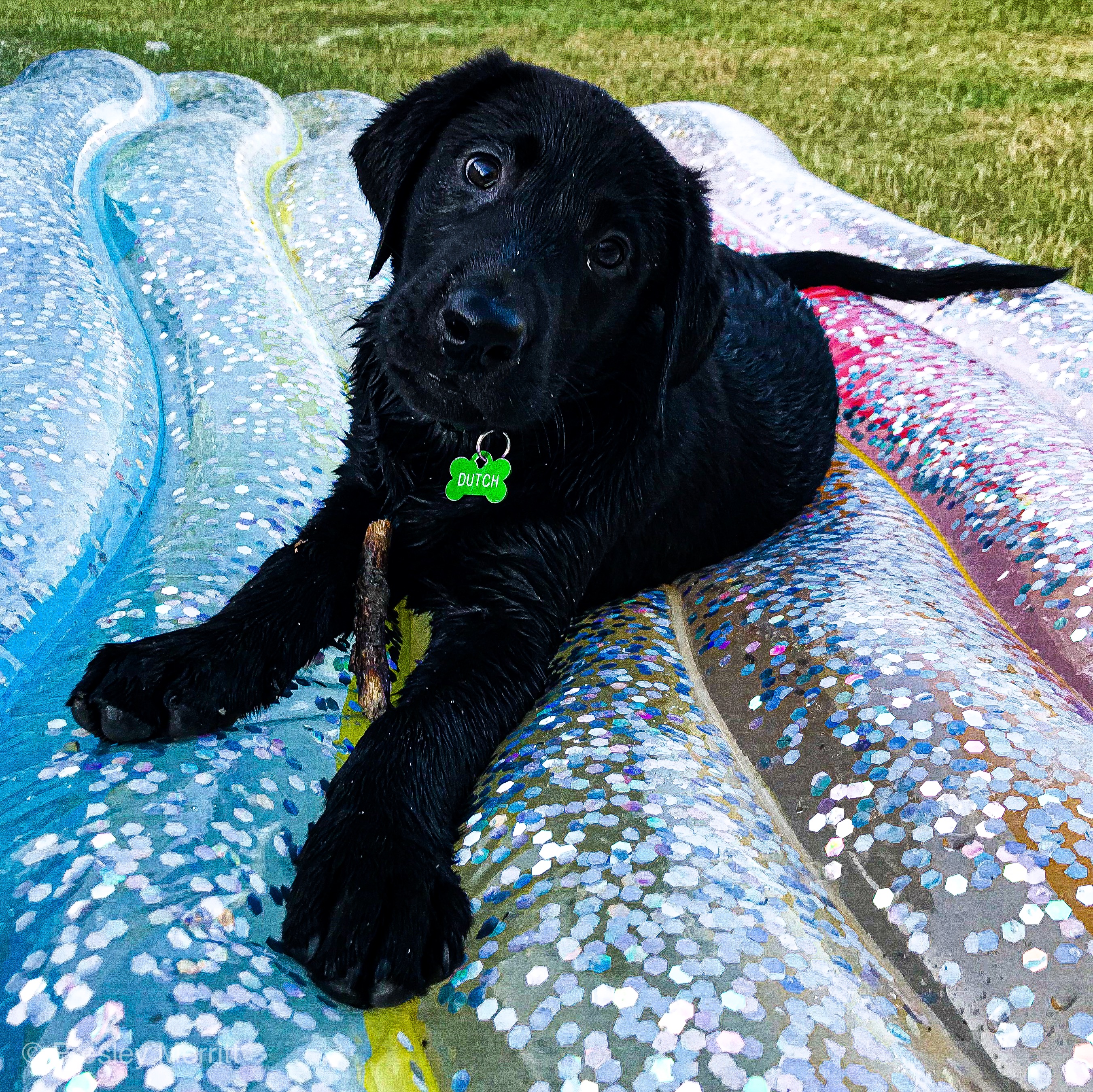 Get Dog Days Of Summer 2020 Nbc 5 Dallas Fort Worth For iPhone Free Wallpaper Dog Days Of Summer 2020 Nbc 5 Dallas Fort Worth Free HD