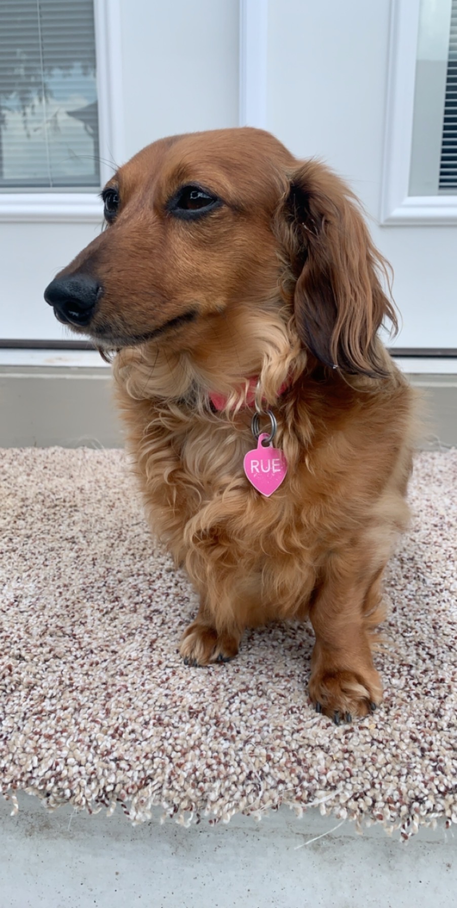 Get Dog Days Of Summer 2020 Nbc 5 Dallas Fort Worth Desktop Wallpaper Get Wallpaper Dog Days Of Summer 2020 Nbc 5 Dallas Fort Worth HD