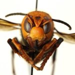 Asian giant hornet (Vespa mandarinia)