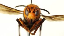 Asian giant hornet (Vespa mandarinia)