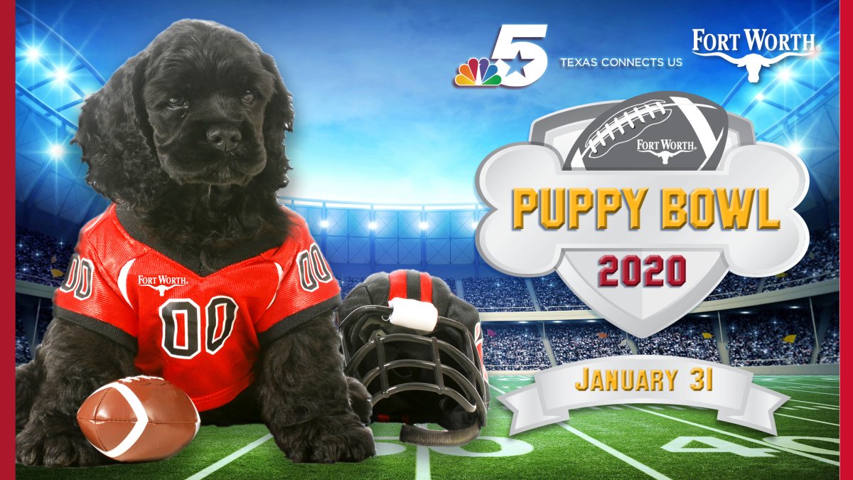 NBC 5 Today Puppy Bowl Predicts Super Bowl LIV Winner NBC 5 Dallas