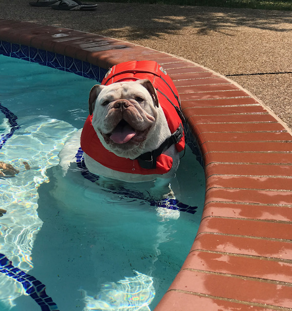 Download Dog Days Of Summer 2020 Nbc 5 Dallas Fort Worth Free HD Wallpaper Dog Days Of Summer 2020 Nbc 5 Dallas Fort Worth For Free