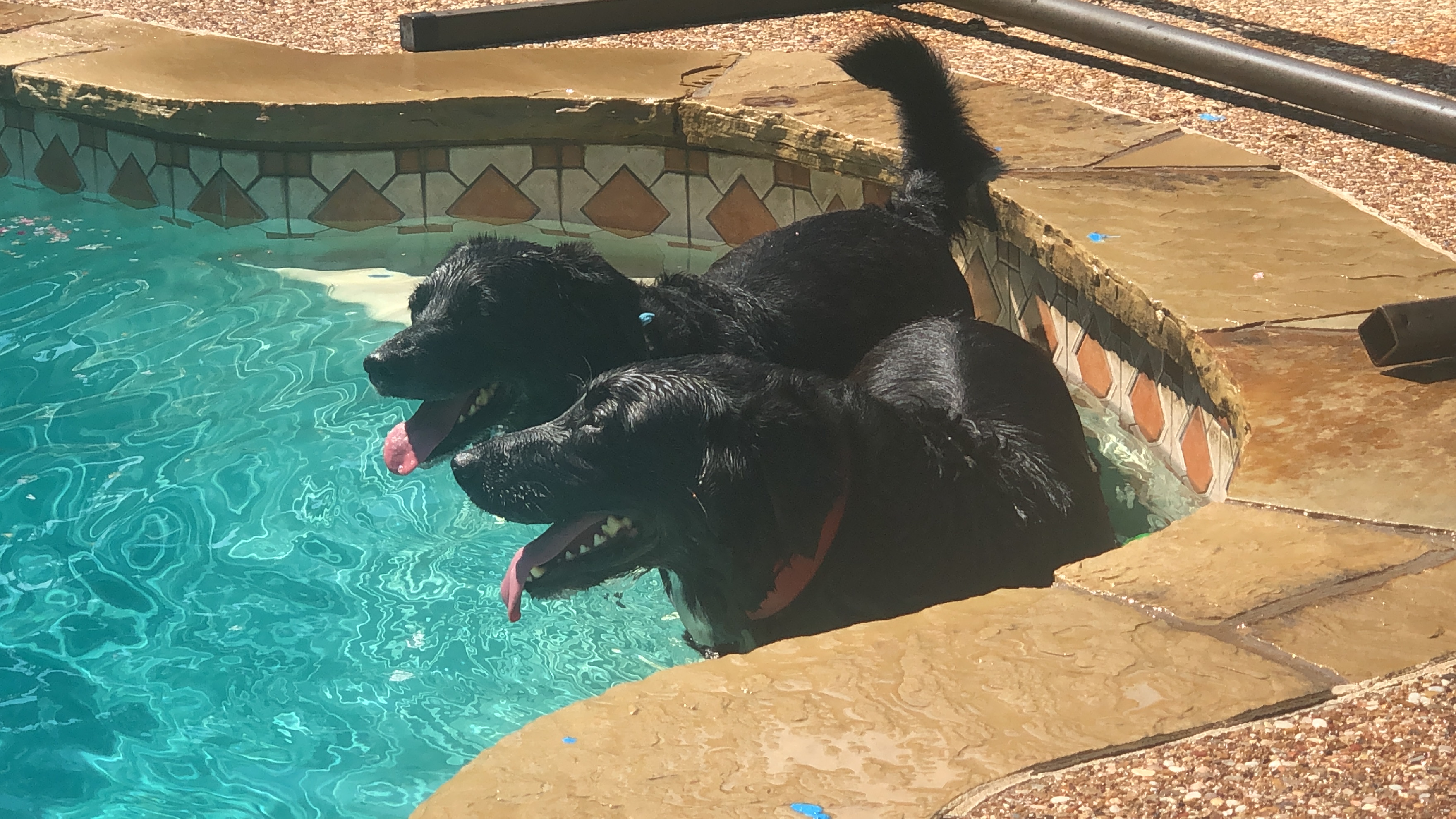 Dog Days Of Summer 2019 Gallery Iii Nbc 5 Dallas Fort