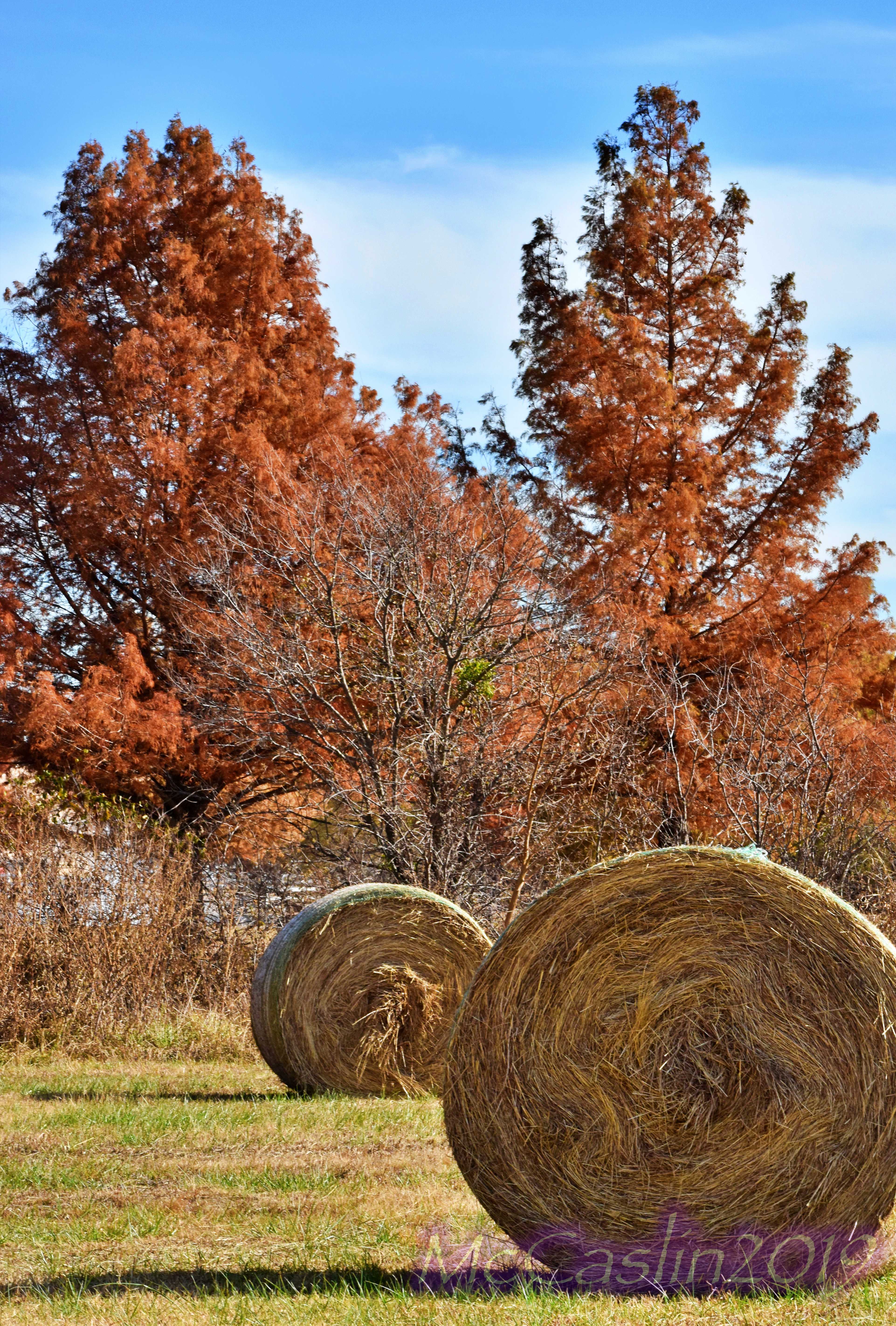 Fall Foliage in North Texas 2019 NBC 5 DallasFort Worth