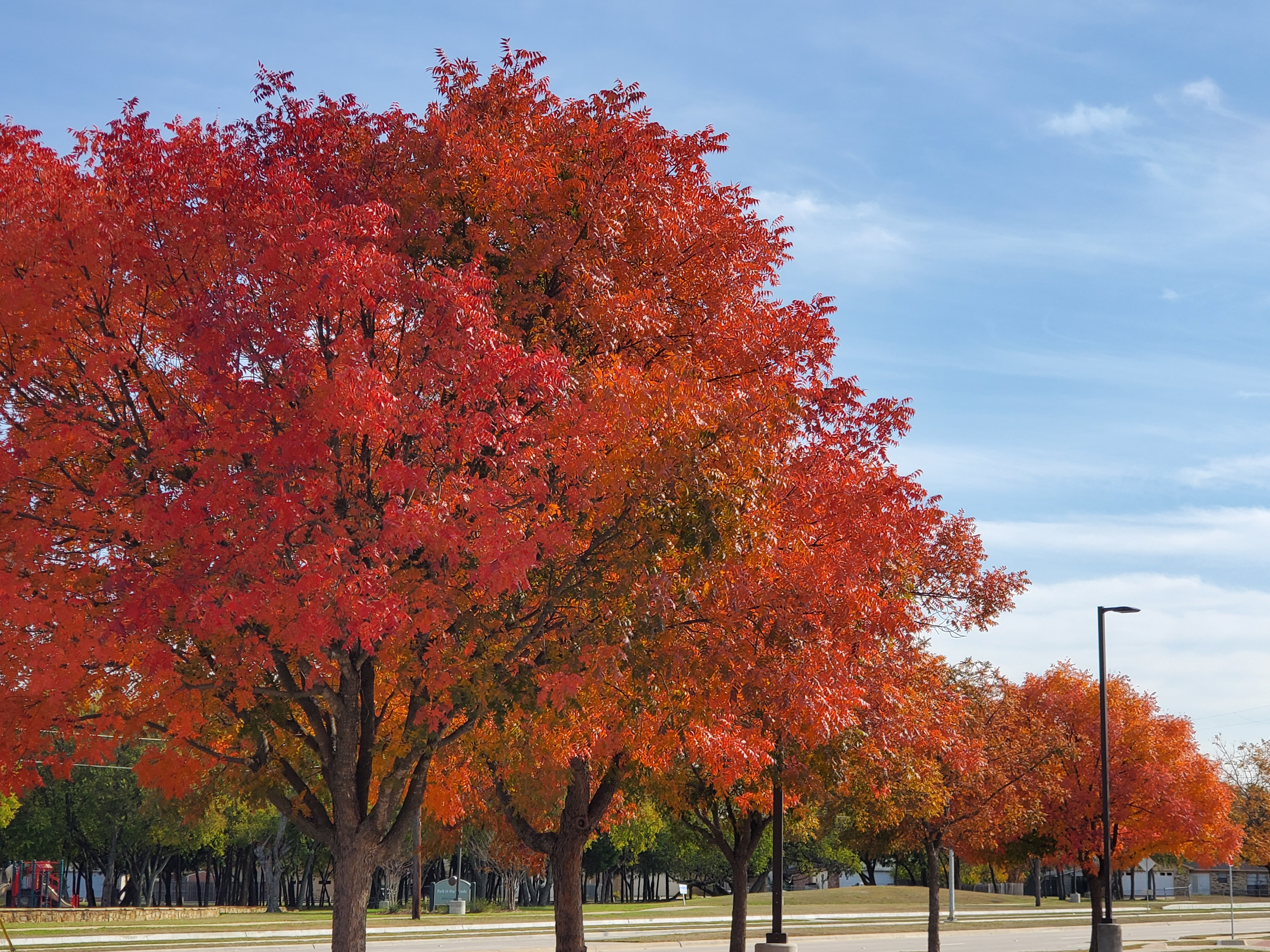 Fall Foliage In North Texas 2019 Nbc 5 Dallas Fort Worth