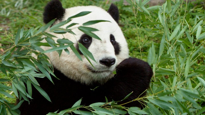 Giant Panda