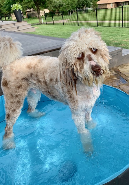 Get Dog Days Of Summer 2020 Nbc 5 Dallas Fort Worth For iPhone Get Wallpaper Dog Days Of Summer 2020 Nbc 5 Dallas Fort Worth For iPhone