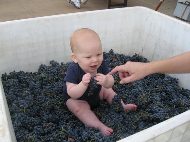 Grape Stomp Delaney Vineyards