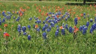 [UGCDFW-CJ-bluebonnets]April 8th Bluebonnet Visit (2)