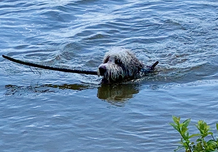 Get Dog Days Of Summer 2020 Nbc 5 Dallas Fort Worth For Android Free Get Wallpaper Dog Days Of Summer 2020 Nbc 5 Dallas Fort Worth For Android