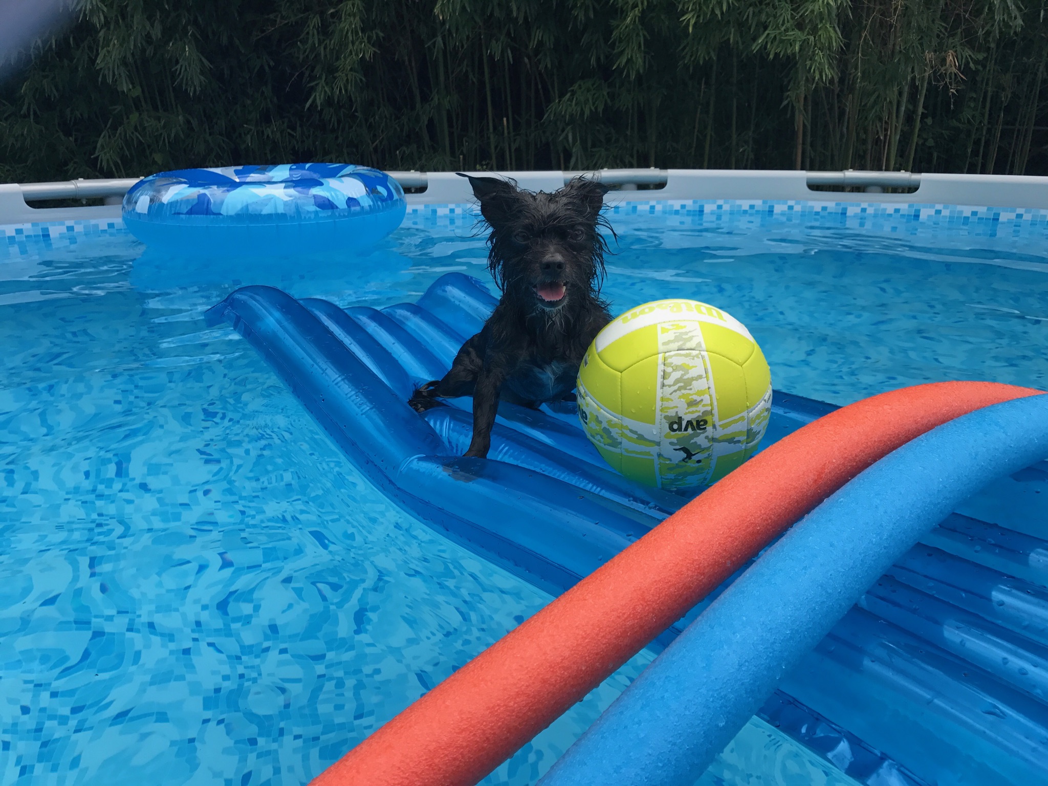 Dog Days Of Summer 2017 Nbc 5 Dallas Fort Worth