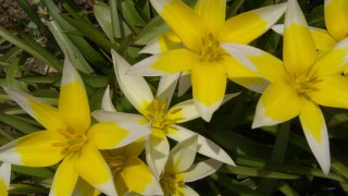 [UGCCHI-CJ]Magnolia, tulips, daffodils