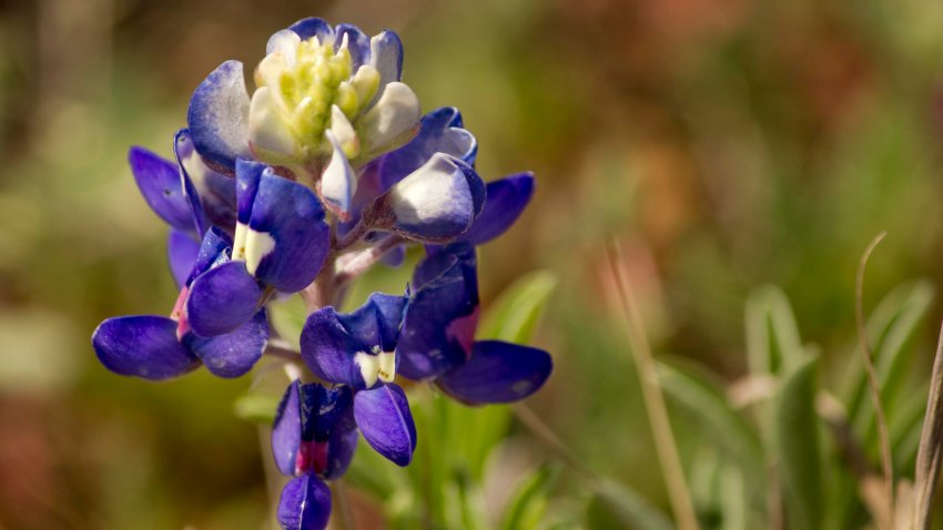 [UGCDFW-CJ-bluebonnets]Bluebonnets