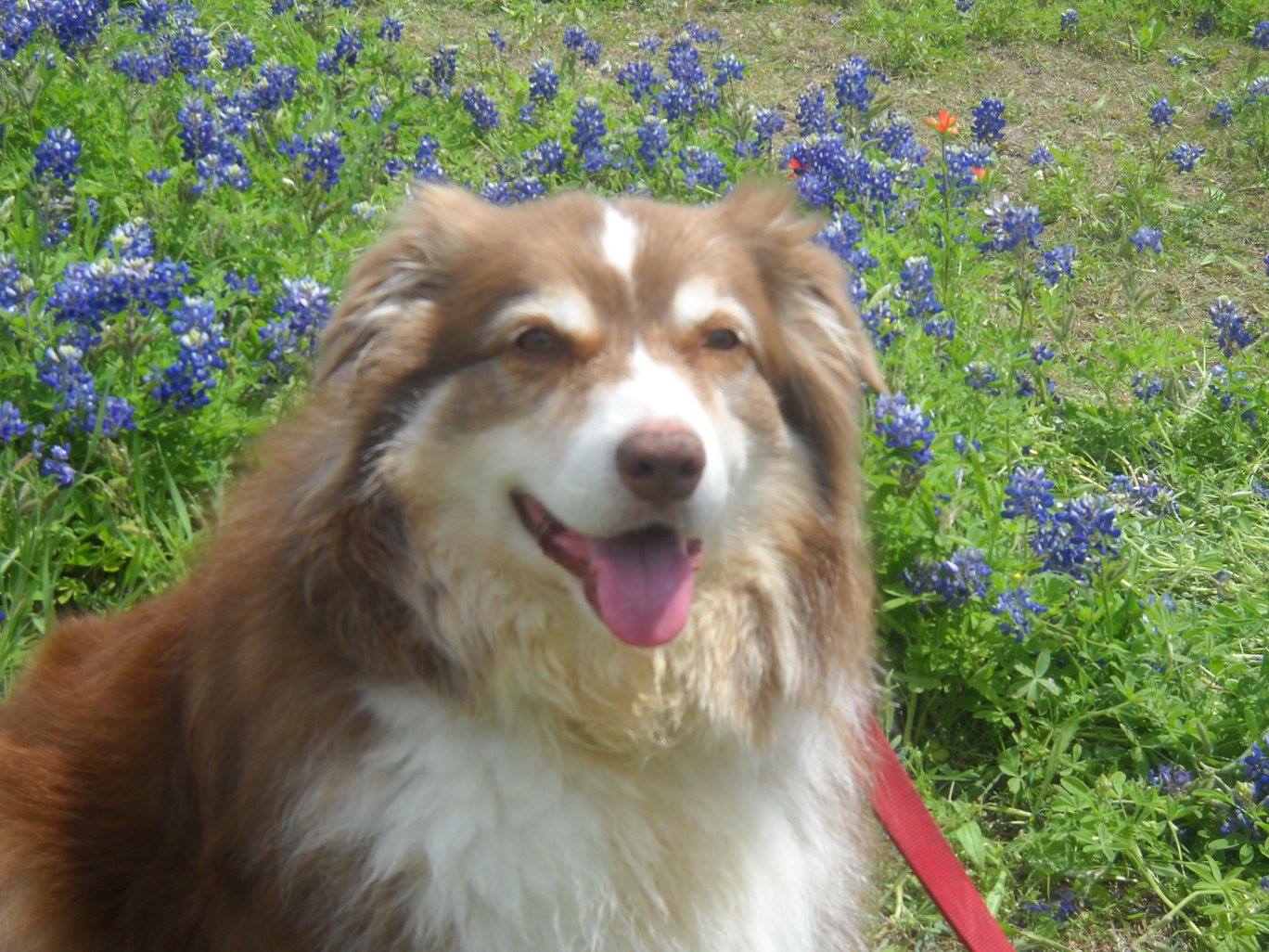 A robot sheepdog? ‘No one wants this,’ says one shepherd A robot sheepdog? ‘No one wants this,’ says one shepherd