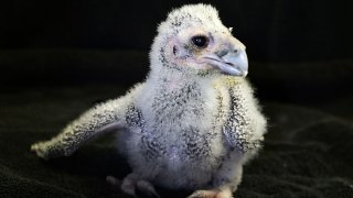 The Dallas Zoo welcomed a milky eagle owl earlier this month.
