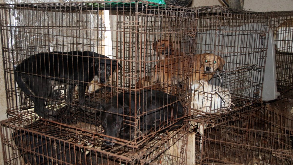 146 Animals Seized from Hunt County Property – NBC 5 Dallas-Fort Worth