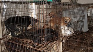 The SPCA of Texas and law enforcement seized more than 100 animals from a Hunt County property on Feb. 19 and 20.