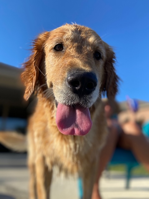 Get Dog Days Of Summer 2020 Gallery Iii Nbc 5 Dallas Fort Worth For iPhone Free Wallpaper Dog Days Of Summer 2020 Gallery Iii Nbc 5 Dallas Fort Worth Desktop Wallpaper