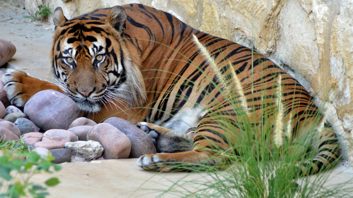 Ailing Male Tiger, 14, Dies at San Antonio Zoo NBC 5 DallasFort Worth
