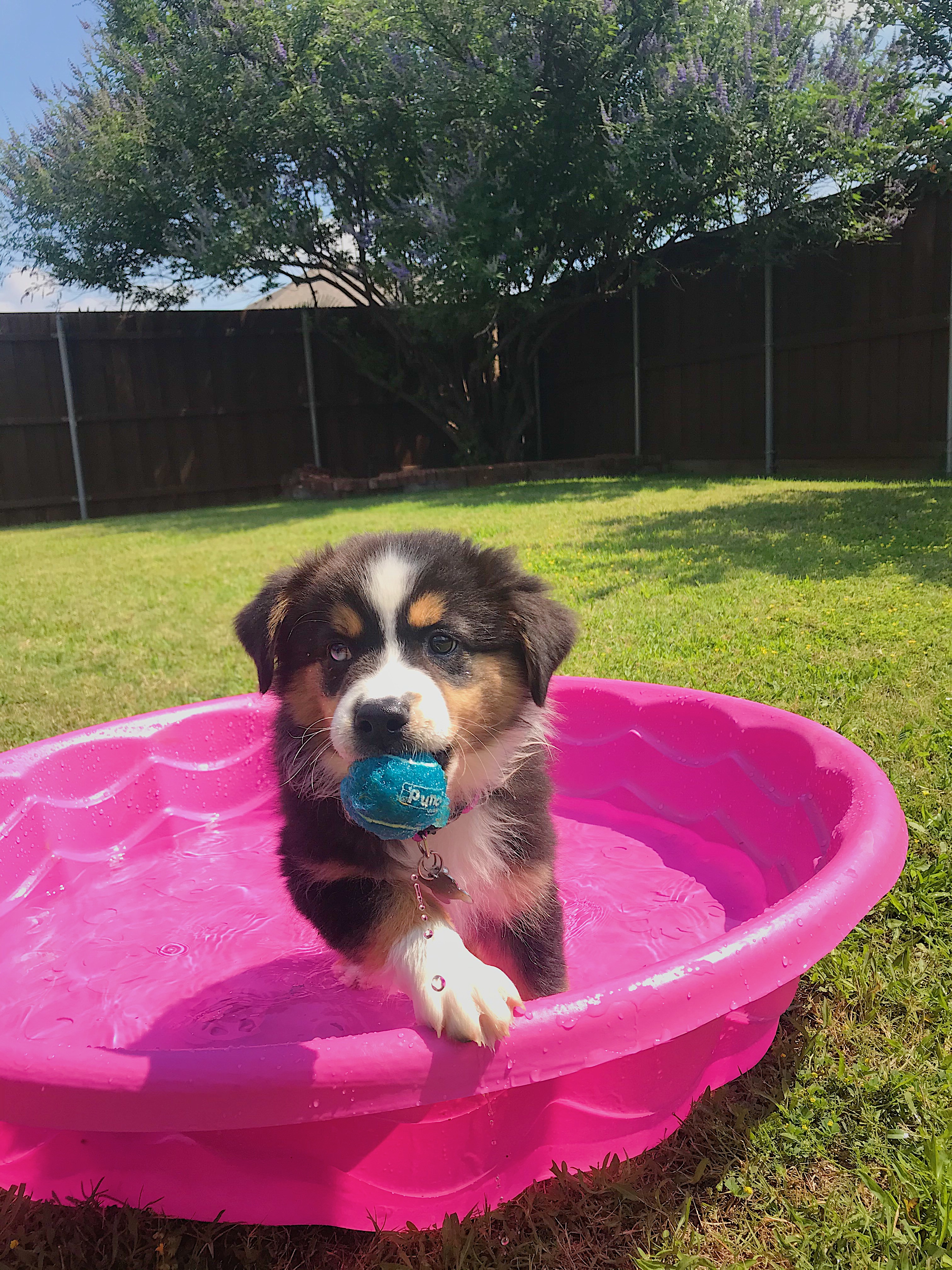 Download Dog Days Of Summer 2020 Nbc 5 Dallas Fort Worth For Android Get Wallpaper Dog Days Of Summer 2020 Nbc 5 Dallas Fort Worth For Free