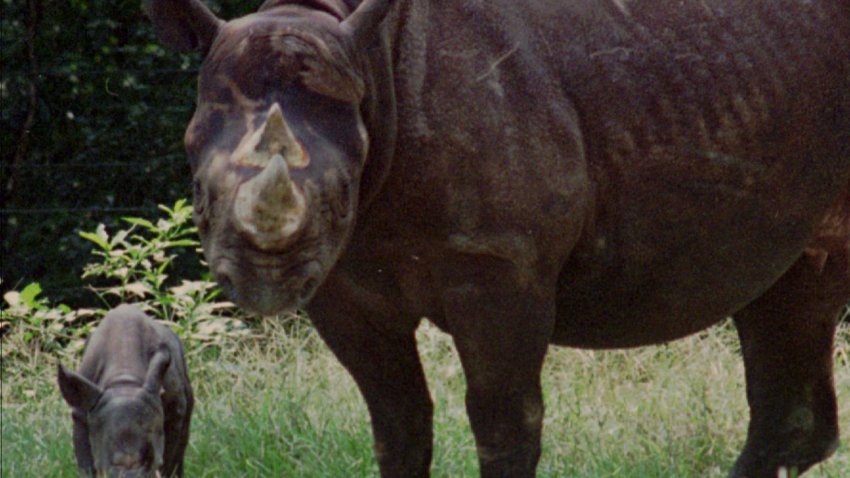 BLACK RHINO