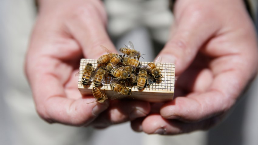 APTOPIX Hotel Bees