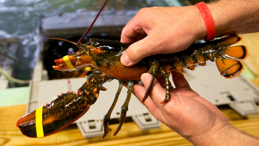 Lobster Prices