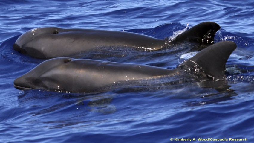 Hawaii Dolphin Hybrid