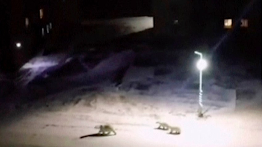 Russia Polar Bear Invasion