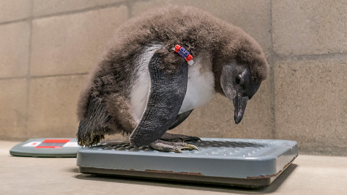 First-ever rockhopper penguin chick hatched at Fort Worth Zoo