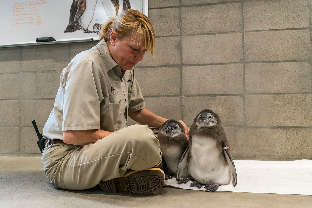 First-ever rockhopper penguin chick hatched at Fort Worth Zoo