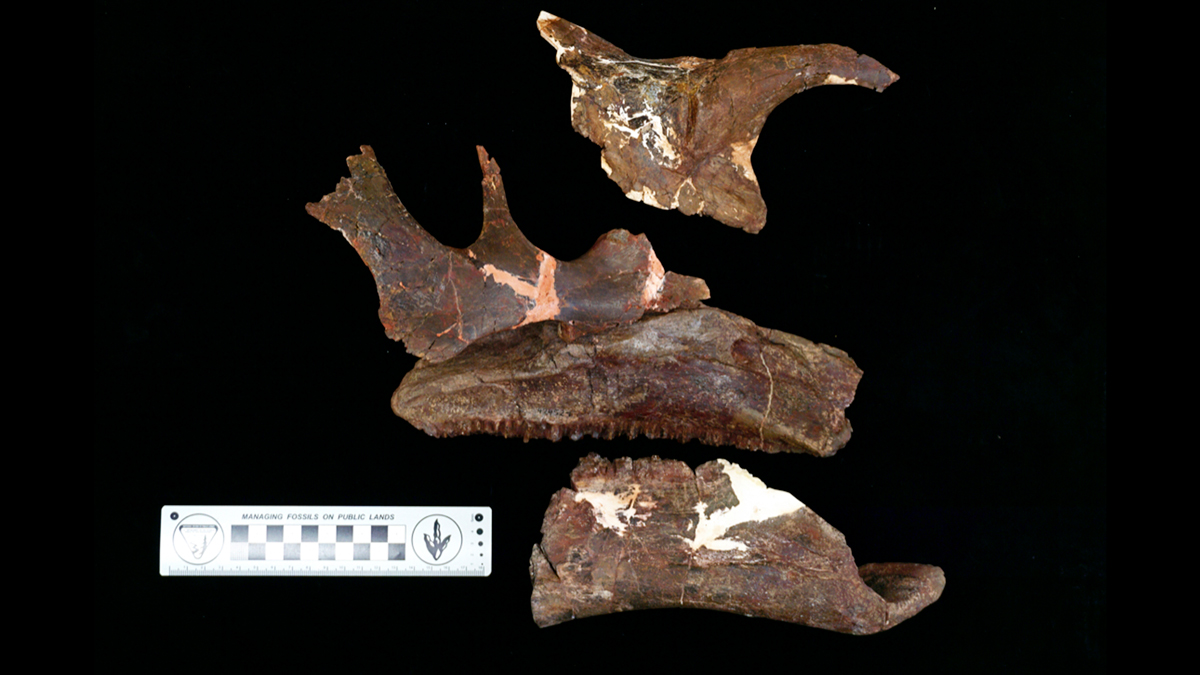 Fossil Found in 1980s in Texas Declared New Genus, Species NBC 5