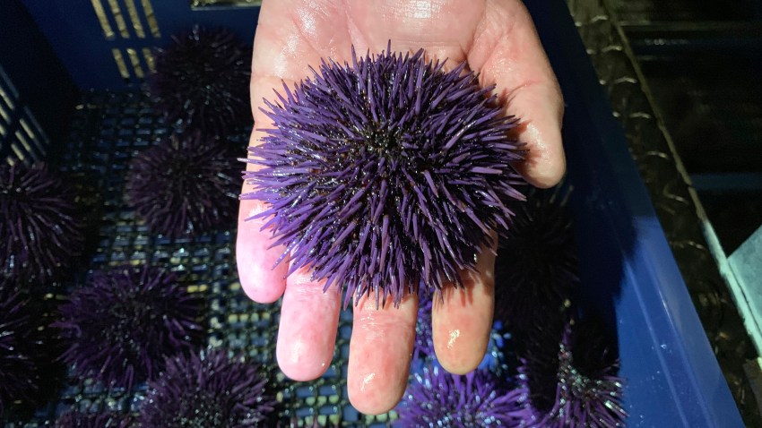 Sea Urchin Explosion