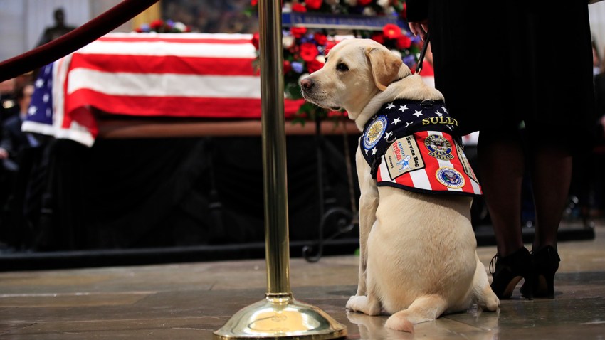 Bushs Dog Sully-Statue