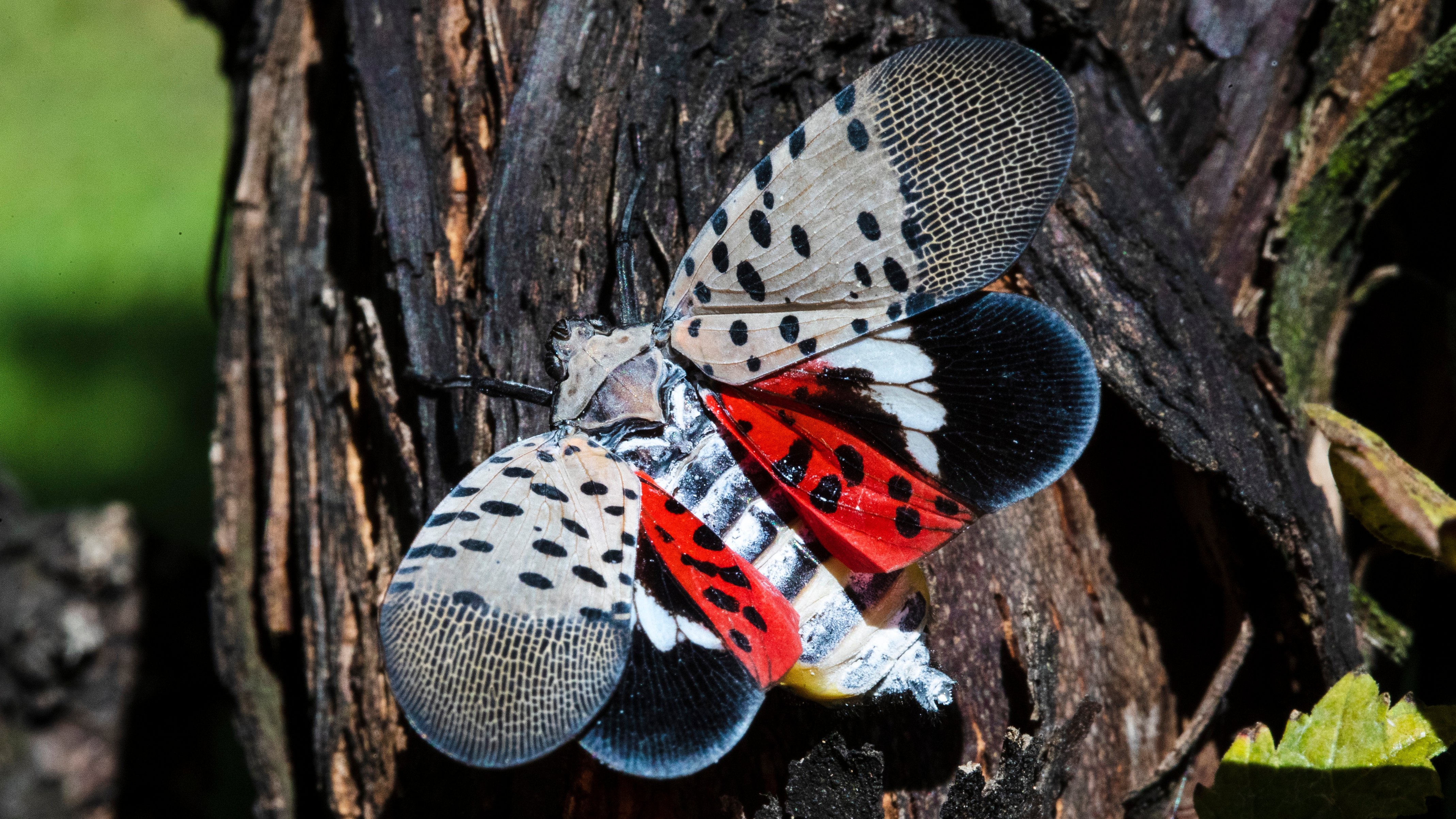 See a Spotted Lanternfly? US Officials Want You to Kill It - Vimarsana News